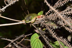 Pithecopus megacephalus