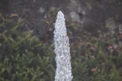 Lupinus alopecuroides
