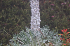 Lupinus alopecuroides