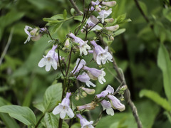 Penstemon