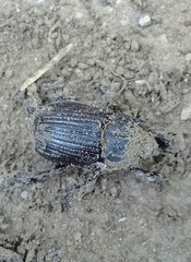 Archophileurus