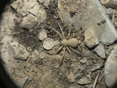 Sicarius thomisoides