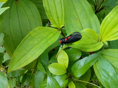 Huechys sanguinea