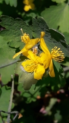 Chelidonium majus