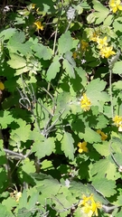Chelidonium majus