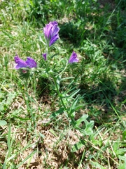 Echium plantagineum