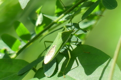 Homoeocerus graminis