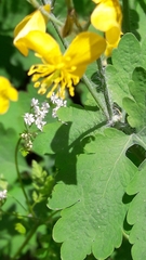 Chelidonium majus