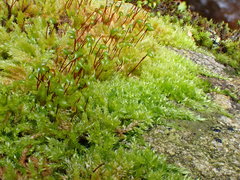 Sciuro-hypnum plumosum