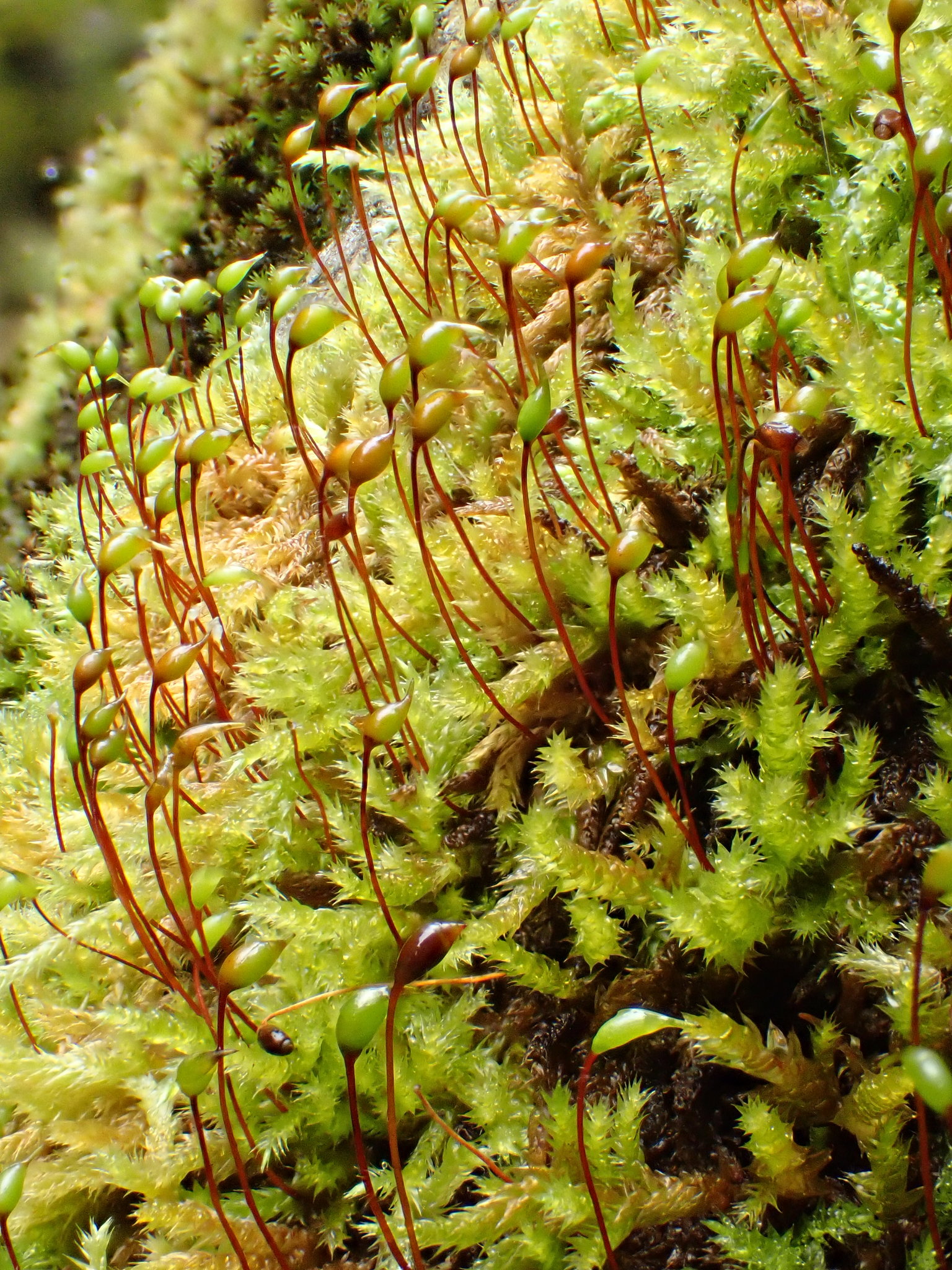 Sciuro-hypnum plumosum
