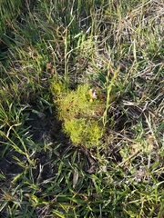 Serruria foeniculacea