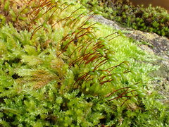 Sciuro-hypnum plumosum