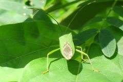 Homoeocerus graminis