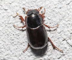 Cryptoscatomaseter criddlei