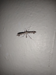 Amblyptilia punctidactyla