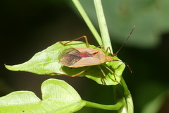 Plinachtus acicularis