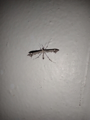 Amblyptilia punctidactyla