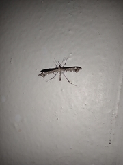 Amblyptilia punctidactyla