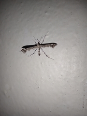 Amblyptilia punctidactyla