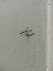 Amblyptilia punctidactyla