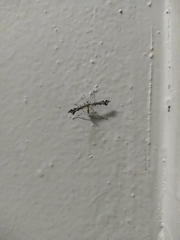 Amblyptilia punctidactyla