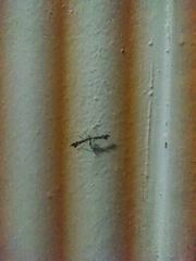 Amblyptilia punctidactyla