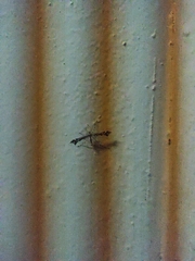 Amblyptilia punctidactyla