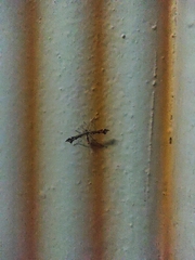 Amblyptilia punctidactyla