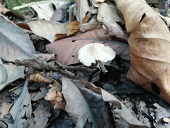 Agaricales