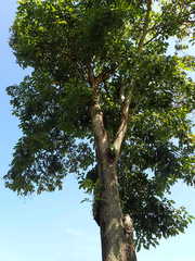 Tabebuia rosea