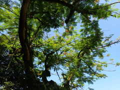 Delonix regia