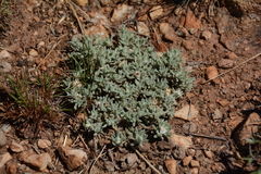 Helichrysum cerastioides