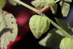 Physalis ampla