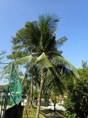 Cocos nucifera