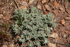 Helichrysum cerastioides