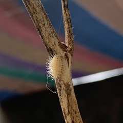 Pterygota
