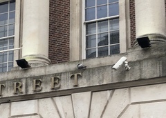 Columba livia domestica