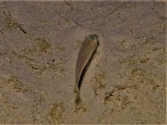 Atherinomorus vaigiensis