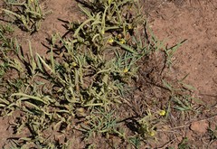 Hermannia lancifolia