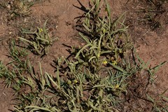 Hermannia lancifolia