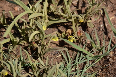 Hermannia lancifolia