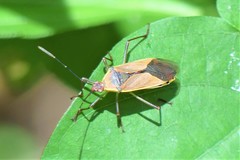 Plinachtus acicularis