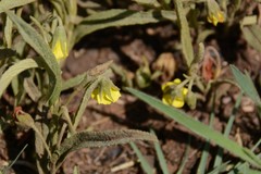 Hermannia lancifolia