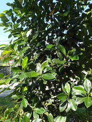 Artocarpus heterophyllus