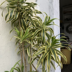 Dracaena reflexa