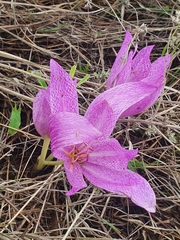 Colchicum bivonae