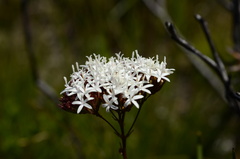 Corymbium cymosum