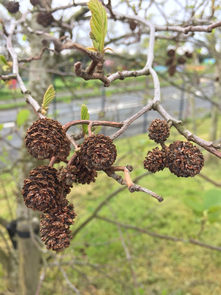 European Alder (Invasive Plants of Maryland) · iNaturalist