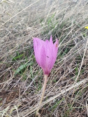 Colchicum bivonae