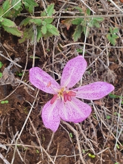 Colchicum bivonae
